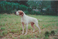 Pedigree SEMEGHINI NEDO Pedigree SEMEGHINI NEDO